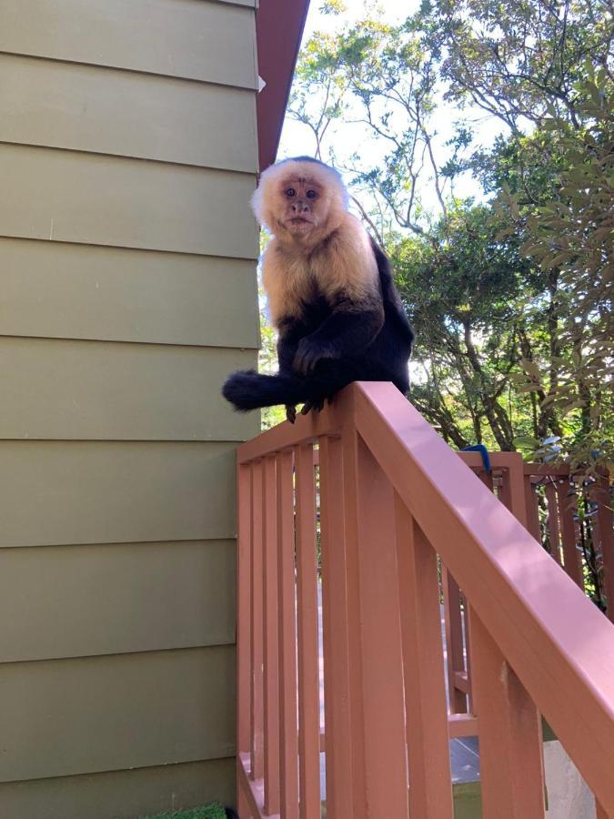 モンテベルデCasas Clusiaアパートメント エクステリア 写真